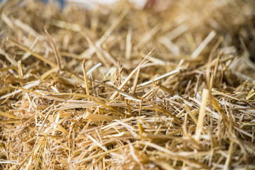 straw, dry straw, straw background texture.