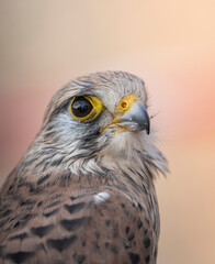 red tailed hawk