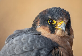 red tailed hawk