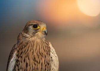 red tailed hawk