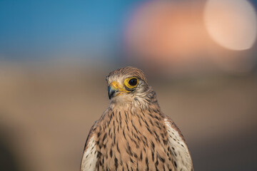 bird of prey