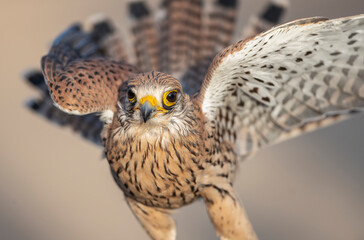 horned owl