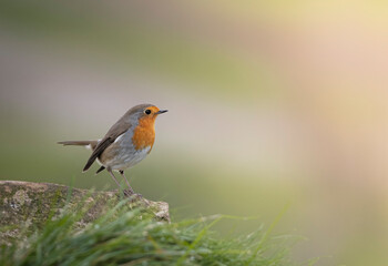 Fototapeta premium robin on a branch