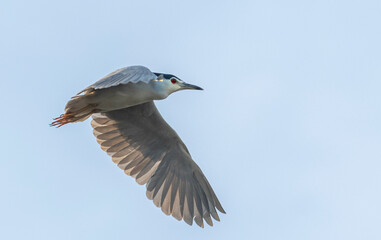 seagull in flight