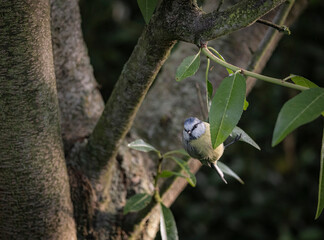 spotted woodpecker
