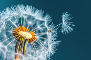 Dandelions seeds dispersing in the wind. © Bargais