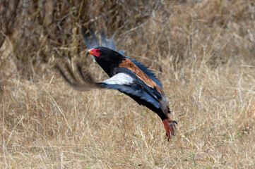 Multi-colored Bateleur eagle [terathopius ecaudatus] flying in Kruger National Park South Africa RSA