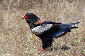 Bateleur eagle [terathopius ecaudatus] in Kruger National Park South Africa RSA