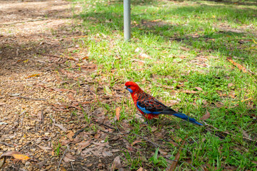 Grants Picnic Ground Victoria Australia グランツ　ピクニック　グラウンド　メルボルン　ビクトリア　オーストラリア　
