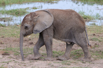 Naklejka na ściany i meble baby african elephant in Amboseli NP