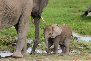 baby elephant with its mother in Amboseli NP