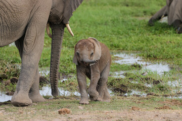 baby elephant with its mother in Amboseli NP