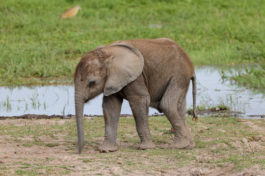 baby african elephant in Amboseli NP