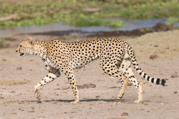 one single cheetah in the savannah of Amboseli NP