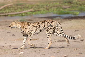 one single cheetah in the savannah of Amboseli NP