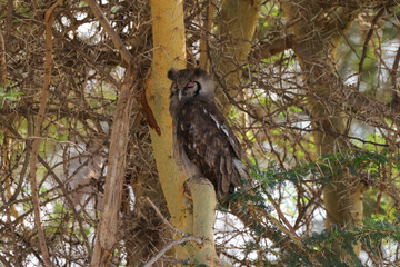 giant owl sits on an acacia tree in Amboseli NP