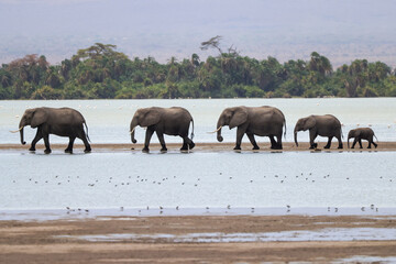Fototapeta premium a herd of elephants in a row crosses the shallow water of a lake in Amboseli NP