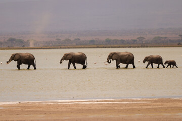 a herd of elephants in a row crosses the shallow water of a lake in Amboseli NP