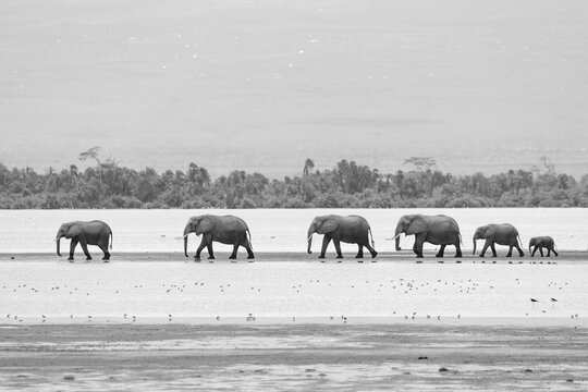 black and white picture of elephants crossing in a row a shallow water lake in Kenya
