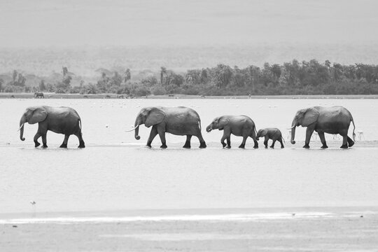 black and white picture of elephants crossing in a row a shallow water lake in Kenya