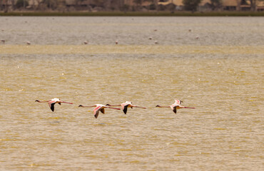 4 flamingos fly over a lake in Amboseli NP