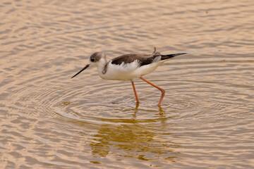 redshank bird in shallow waters of Amboseli NP