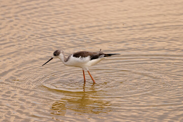 redshank bird in shallow waters of Amboseli NP
