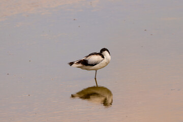 black winged stilt in shallow water
