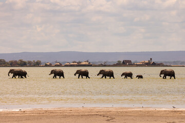 a herd of elephants in a row crosses the shallow water of a lake in Amboseli NP