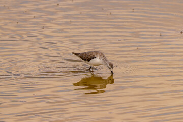redshank bird in shallow waters of Amboseli NP