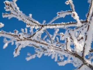 Winter landscape with snow-covered trees and plants