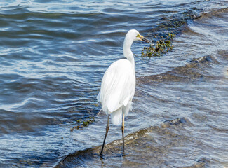 White Egret at West Lakes