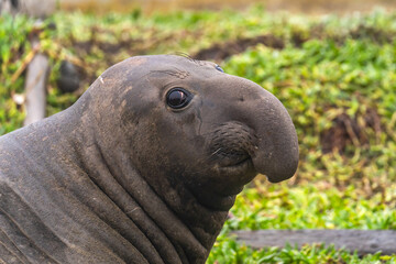 Portrait of a male elephant seal