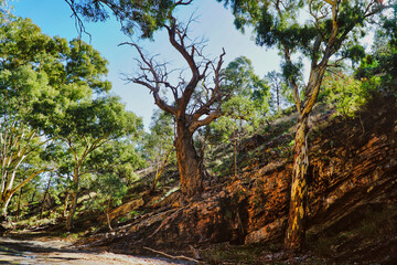 Fototapeta na wymiar Wilpena National Park in South Australia