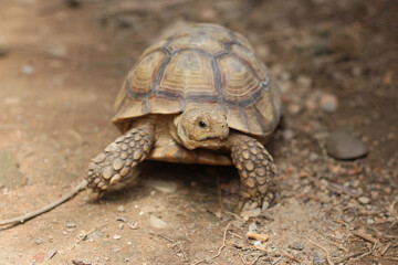 African Sulcata Tortoise Natural Habitat,Close up African spurred tortoise resting in the garden, Slow life ,Africa spurred tortoise sunbathe on ground with his protective shell ,Beautiful Tortoise