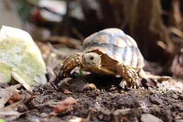 African Sulcata Tortoise Natural Habitat,Close up African spurred tortoise resting in the garden,...