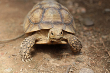 African Sulcata Tortoise Natural Habitat,Close up African spurred tortoise resting in the garden, Slow life ,Africa spurred tortoise sunbathe on ground with his protective shell ,Beautiful Tortoise