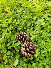 pine cones among green clovers