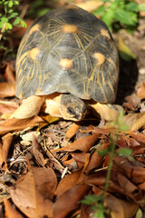 Portrait of radiated tortoise,The radiated tortoise eating flower ,Tortoise sunbathe on ground with his protective shell ,cute animal ,Astrochelys radiata ,The radiatedtortoise from Madagascar