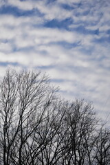 冬空　波状雲　ナミナミ雲