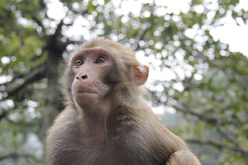 guizhou monkey