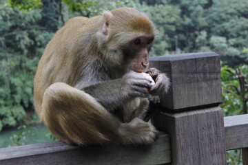 guizhou monkey