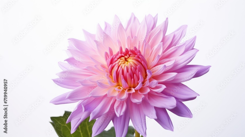 Poster a close up view of a pink flower with vibrant green leaves. perfect for adding a touch of natural be