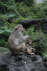 guizhou monkey