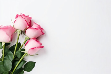 Minimal pink roses and white background copy space