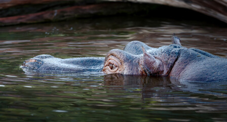 hippopotames dans son bain, portrait animalier