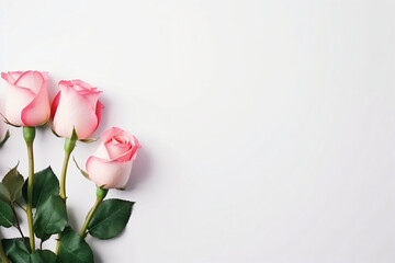 Minimal pink roses and white background copy space