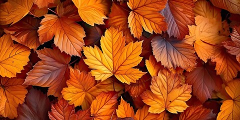 Vibrant autumnal display orange and yellow leaves creating seasonal tapestry. Fall beauty captured in intricate patterns of maple foliage against bright backdrop. Nature final flourish before winter