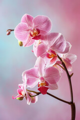 Fototapeta na wymiar Pink Orchid flower soft elegant vertical background, card template