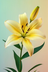 Yellow lily flower soft elegant vertical background, card template